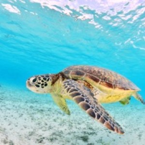 Turtle in Low Isles