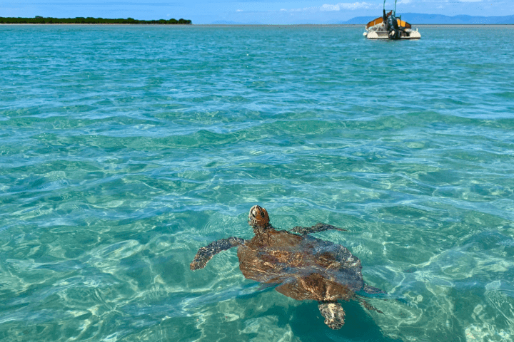 a turtle swimming under water